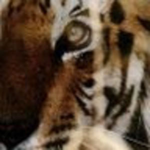 Meet your Posher, Tobie